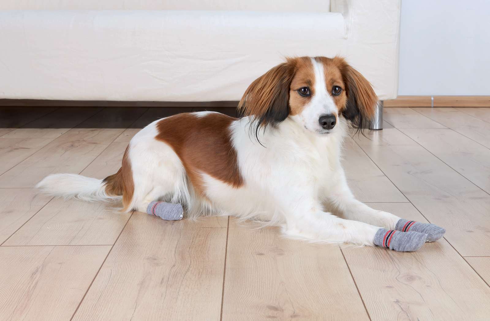 Trixie Hundesokker