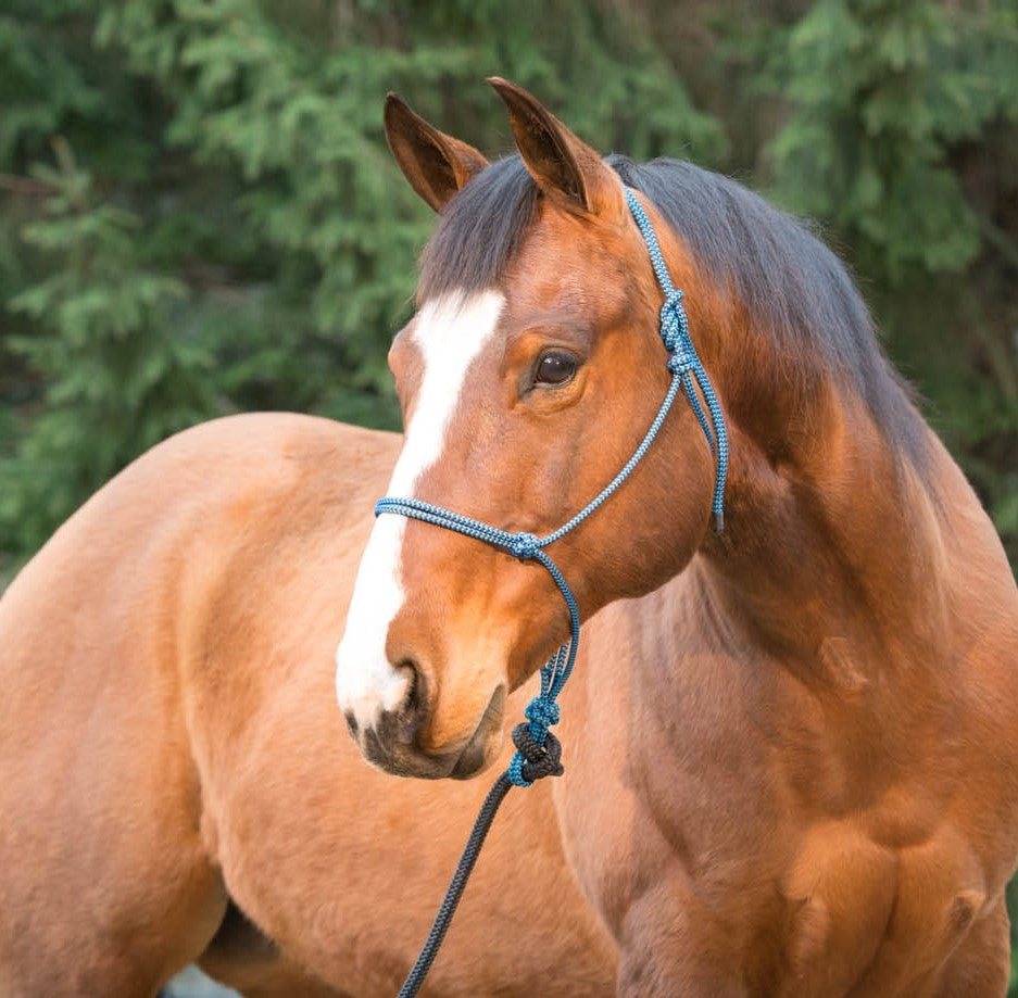 Silvertip Halters Weaver Silvertip Big Sky Rebgrime