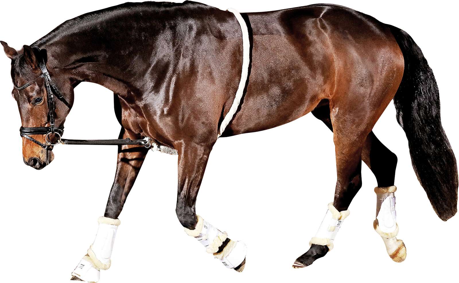 HorseGuard Soft Longeringshjælp
