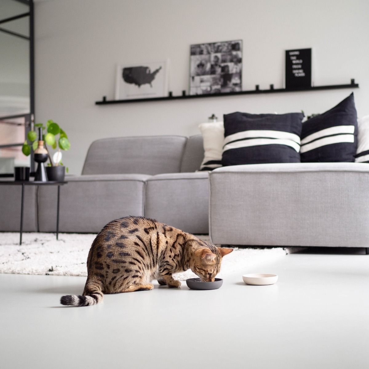 District 70 Bamboo Cat Bowl