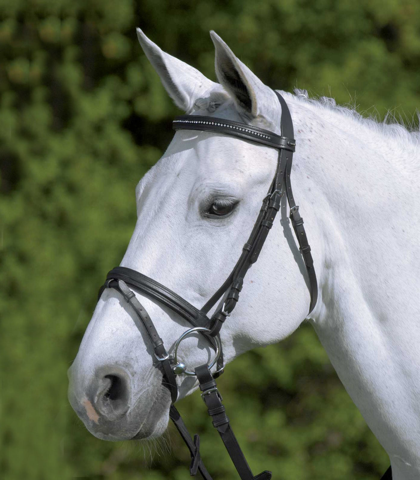 Star Diamond Bridle