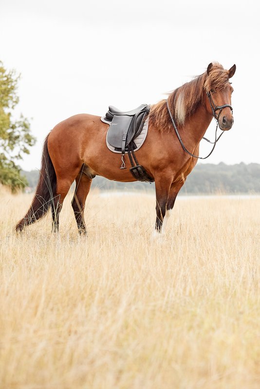Catago Hybrid Islænder Underlag