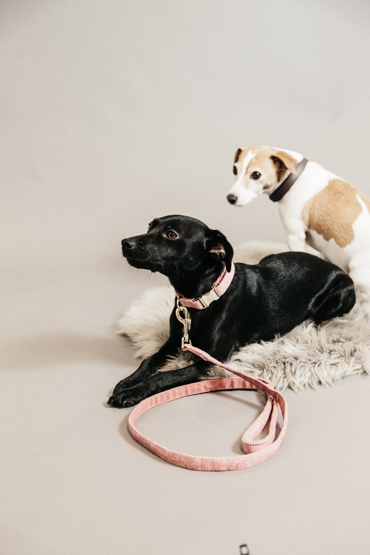 Kentucky Dog Lead Wool Line