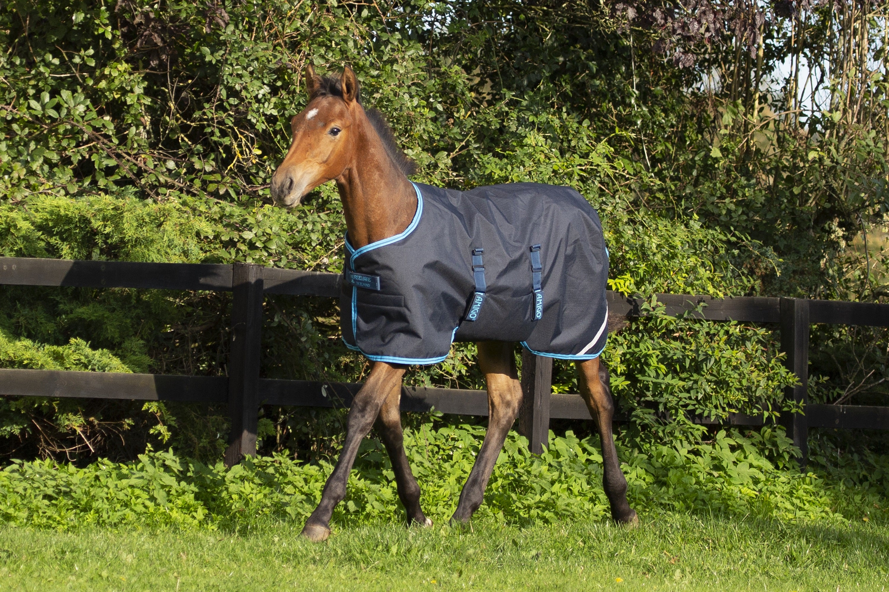 Horseware Amigo Føldækken, 50g.