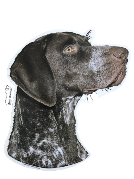 World Stickers Sweeden Klistermærke - Korthåret Hønsehund