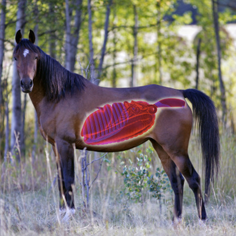 Nordic Horse Gastric Zero