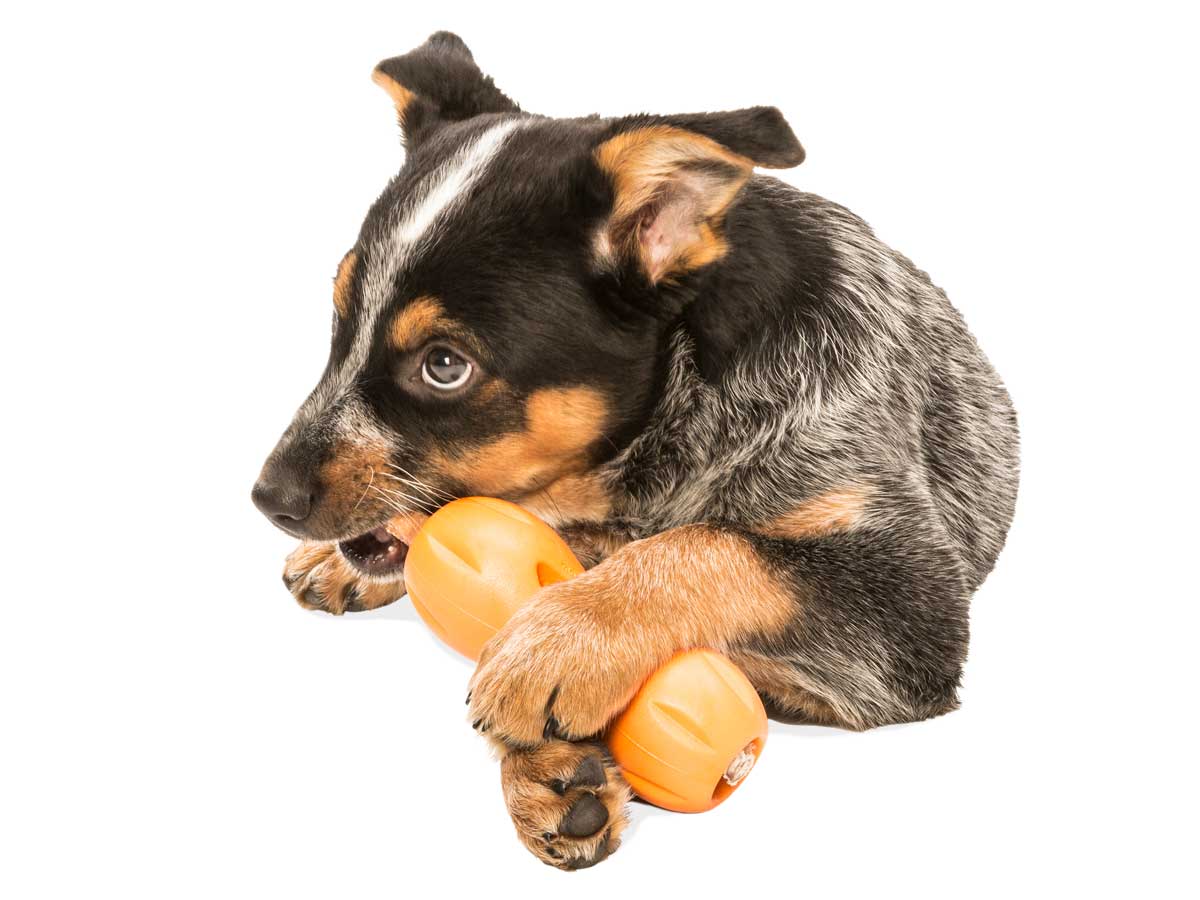 West Paw Qwizl Treat legetøj