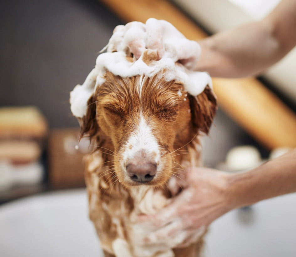 Nathalie Deluxe Shampoo