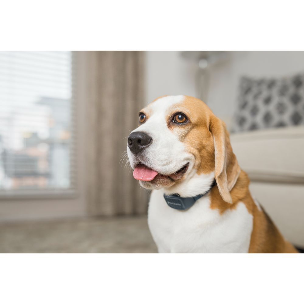 PetSafe Anti-gø Halsbånd