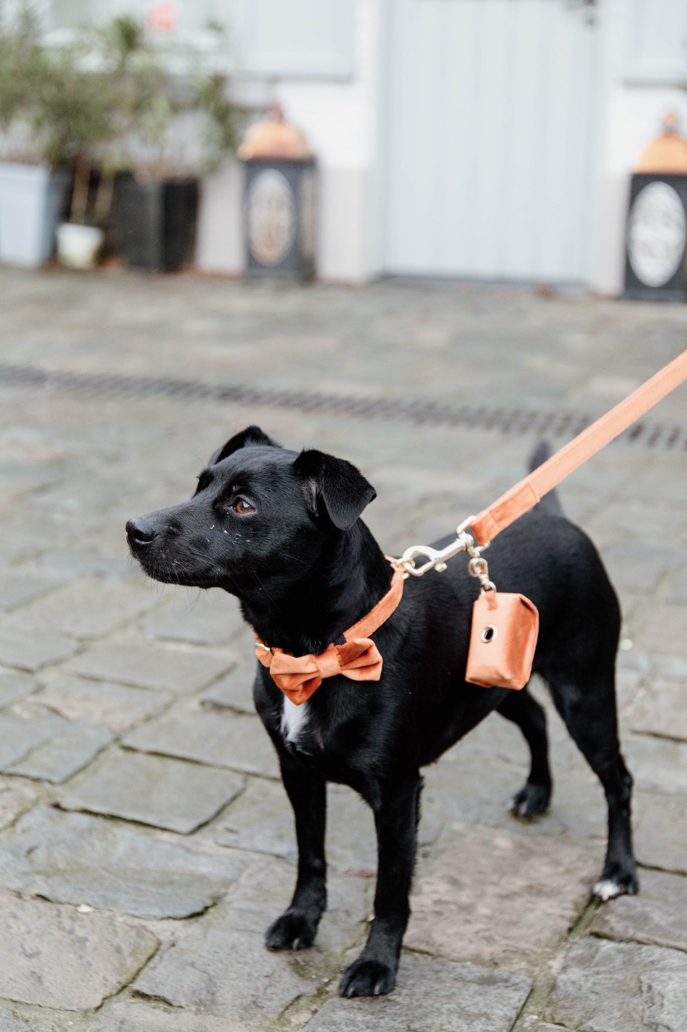 Hund iført Bow Tie Velvet i orange