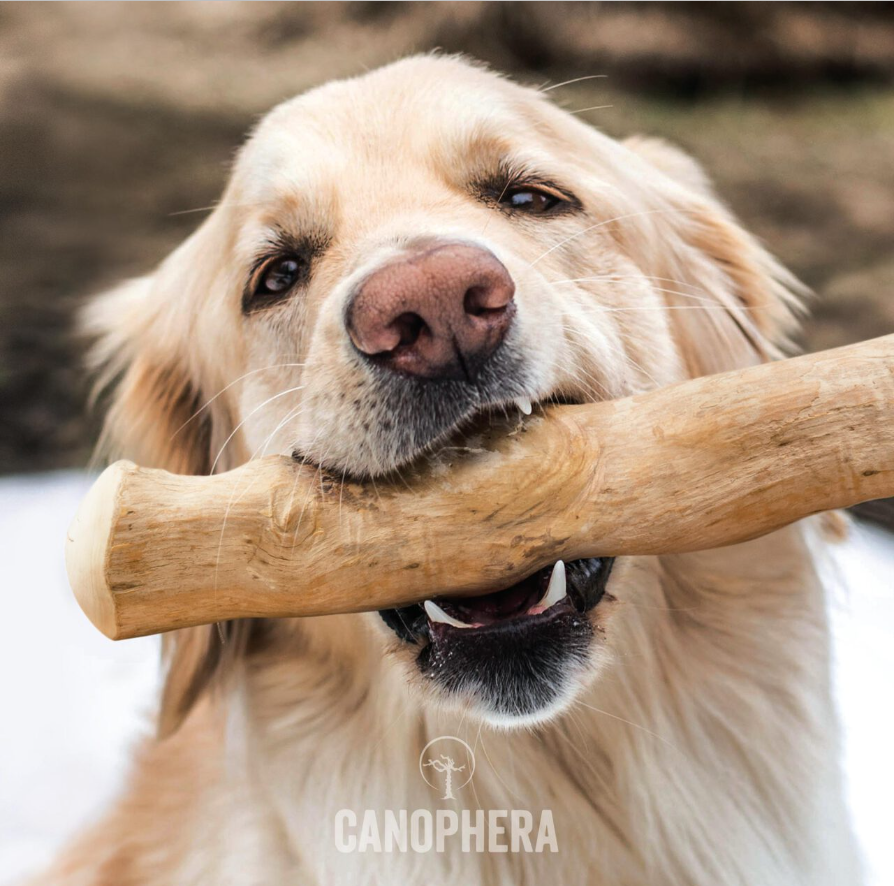 Canophera Kaffetræ Stick