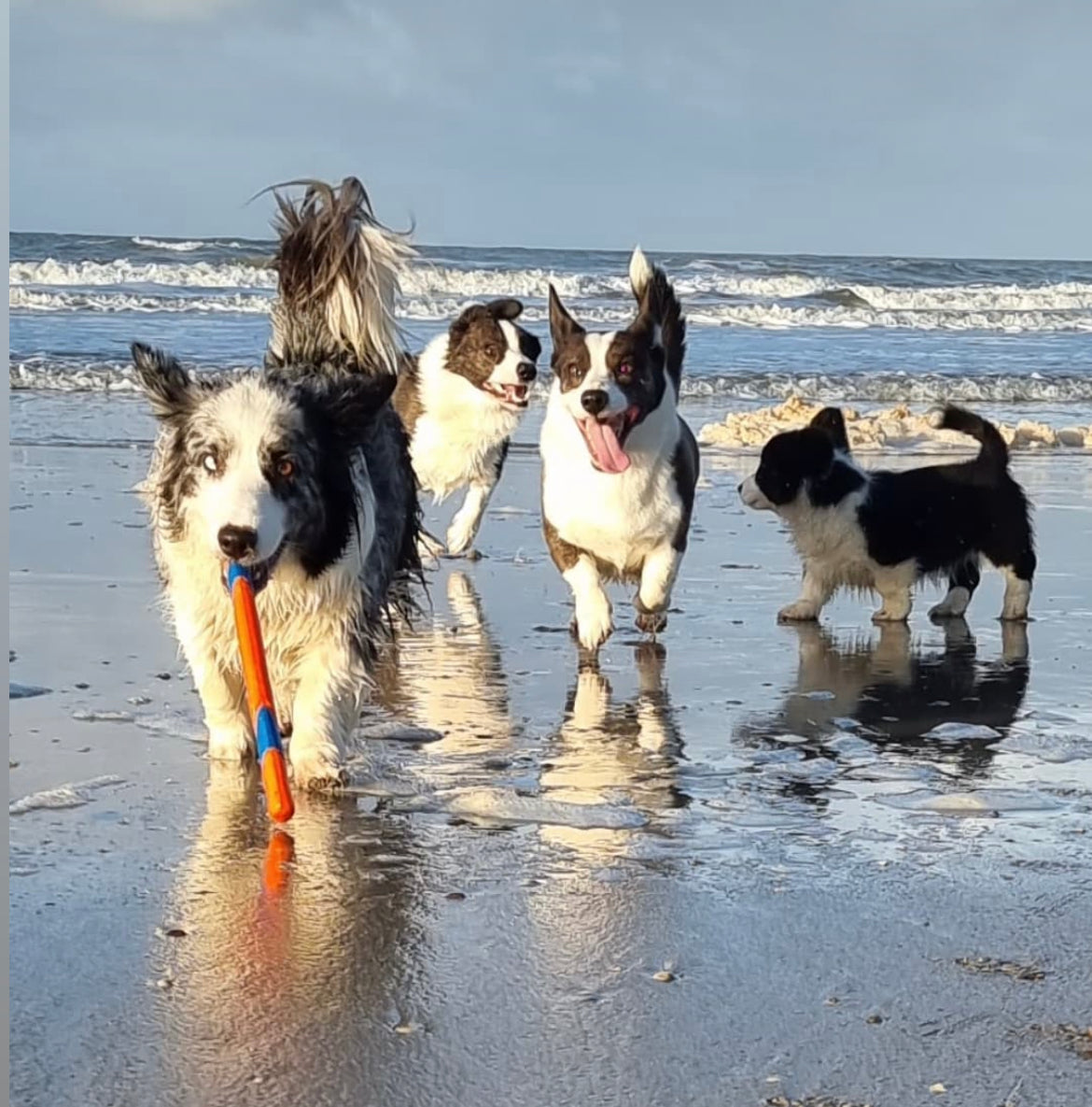 ChuckIt Ultra Fetch Stick