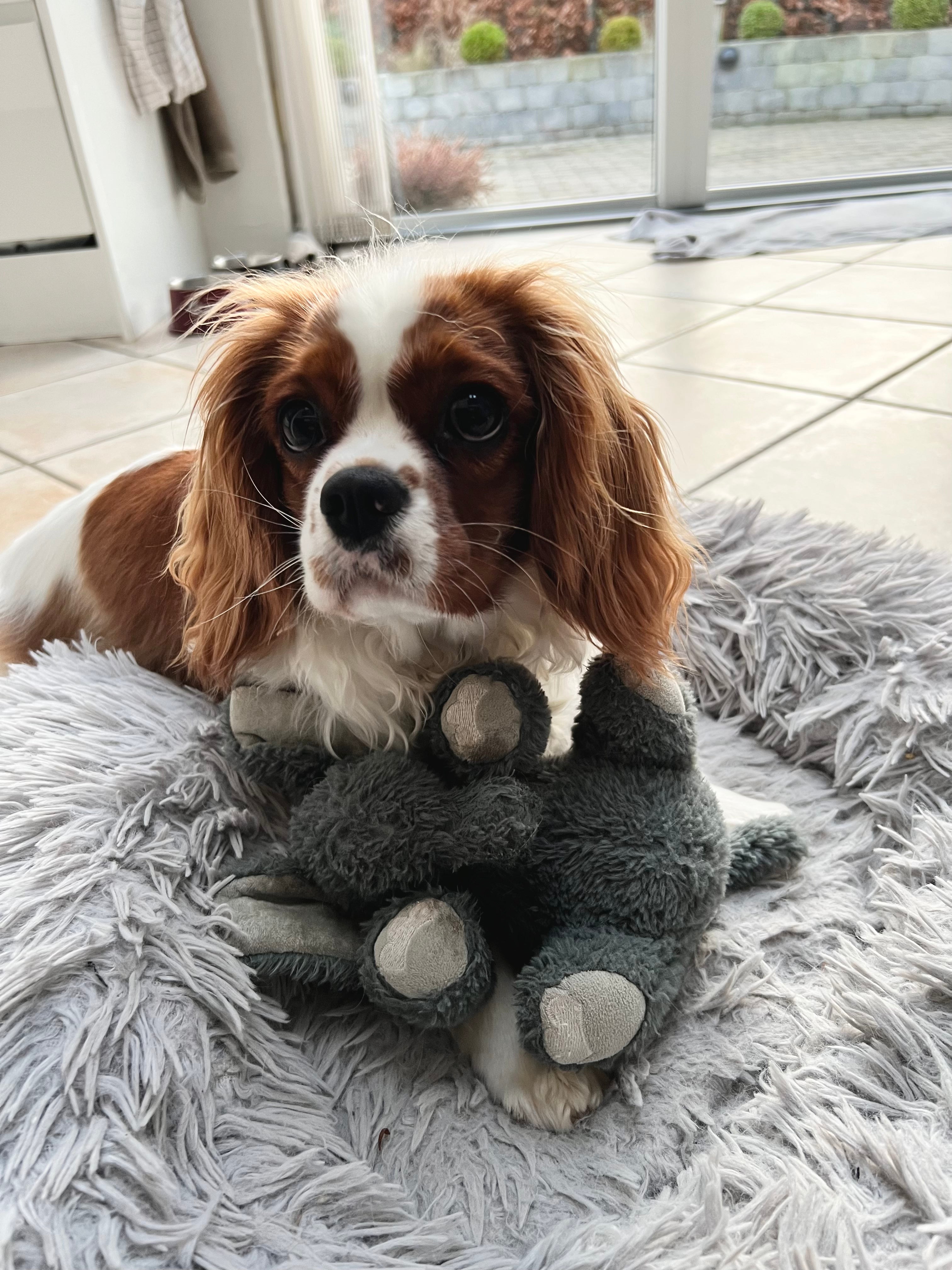 KONG Comfort Kiddos Bamse