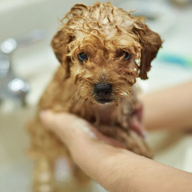 Nathalie Deluxe Puppy Shampoo