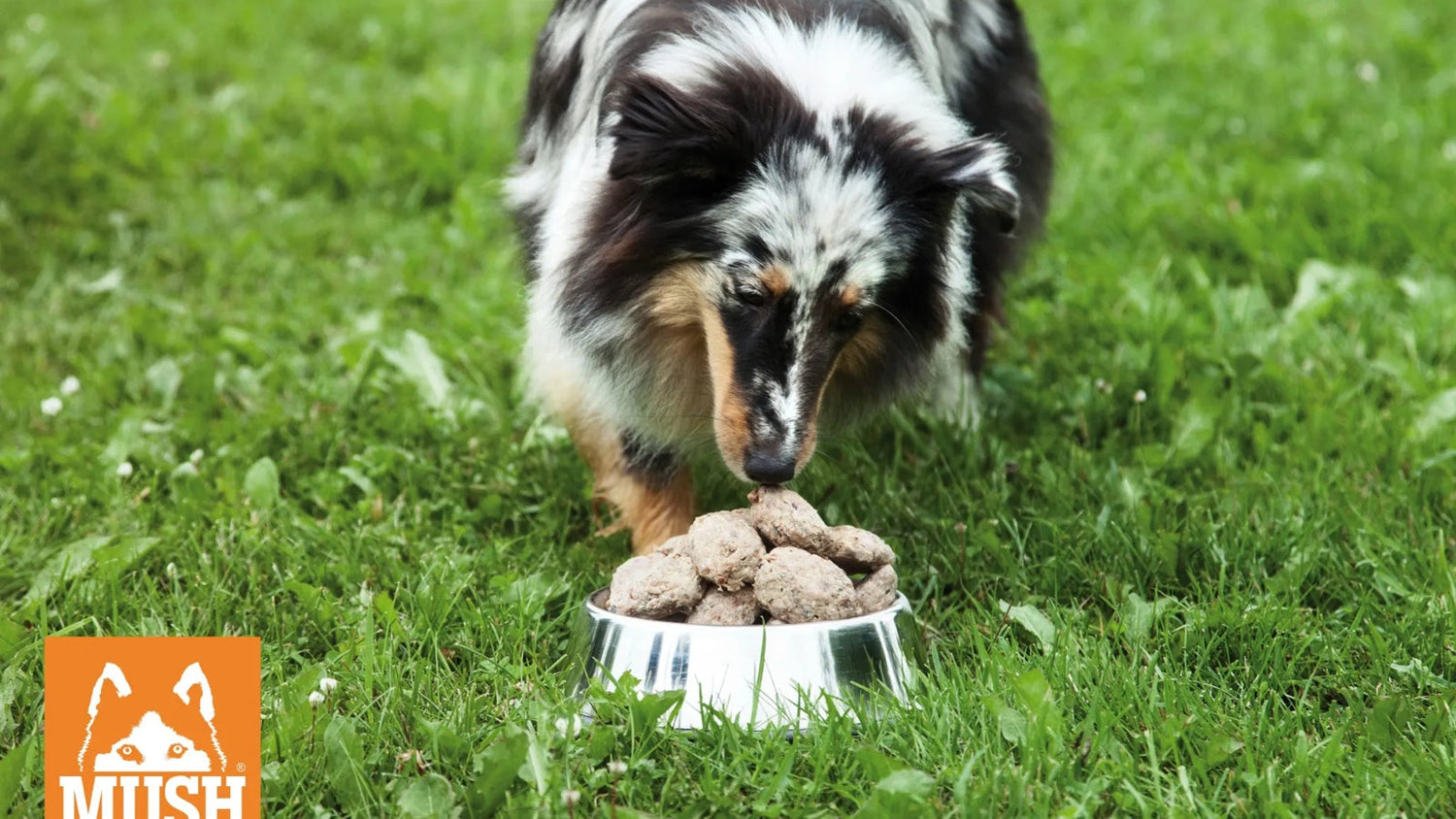 BARF - Naturlig foder til din hund og kat