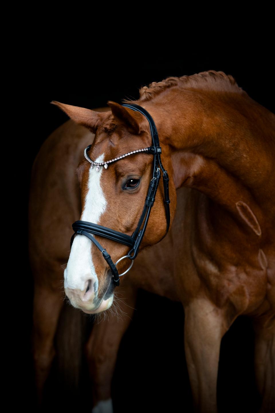 Horse Guard Fullerton Browband