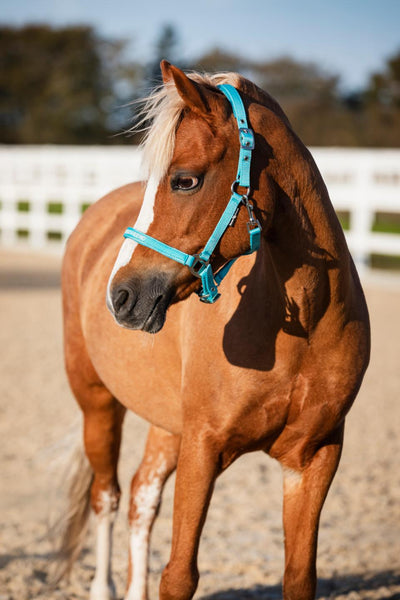 HorseGuard Malva grime "My best friend"