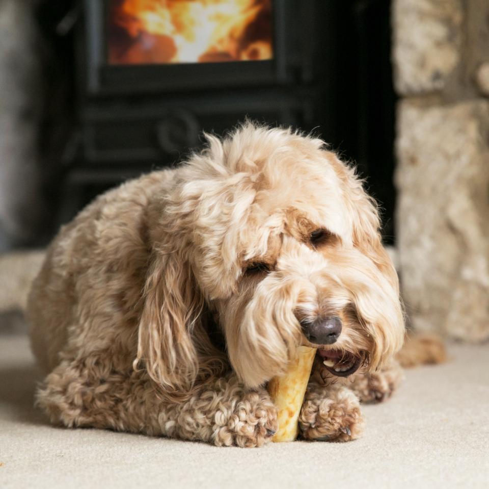 No-Hide Holiday Festive Feast Chews