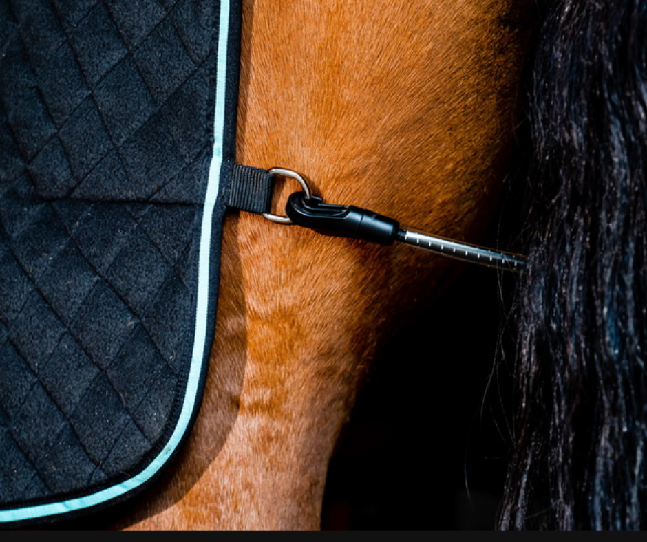 Horseware Autumn Cooler
