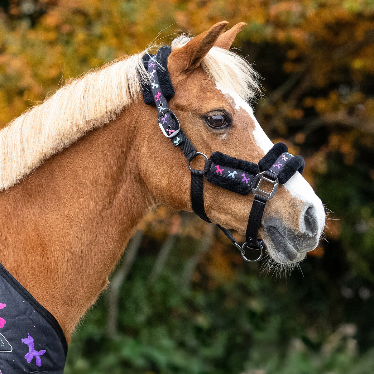 QHP Isalyn Head Collar Set