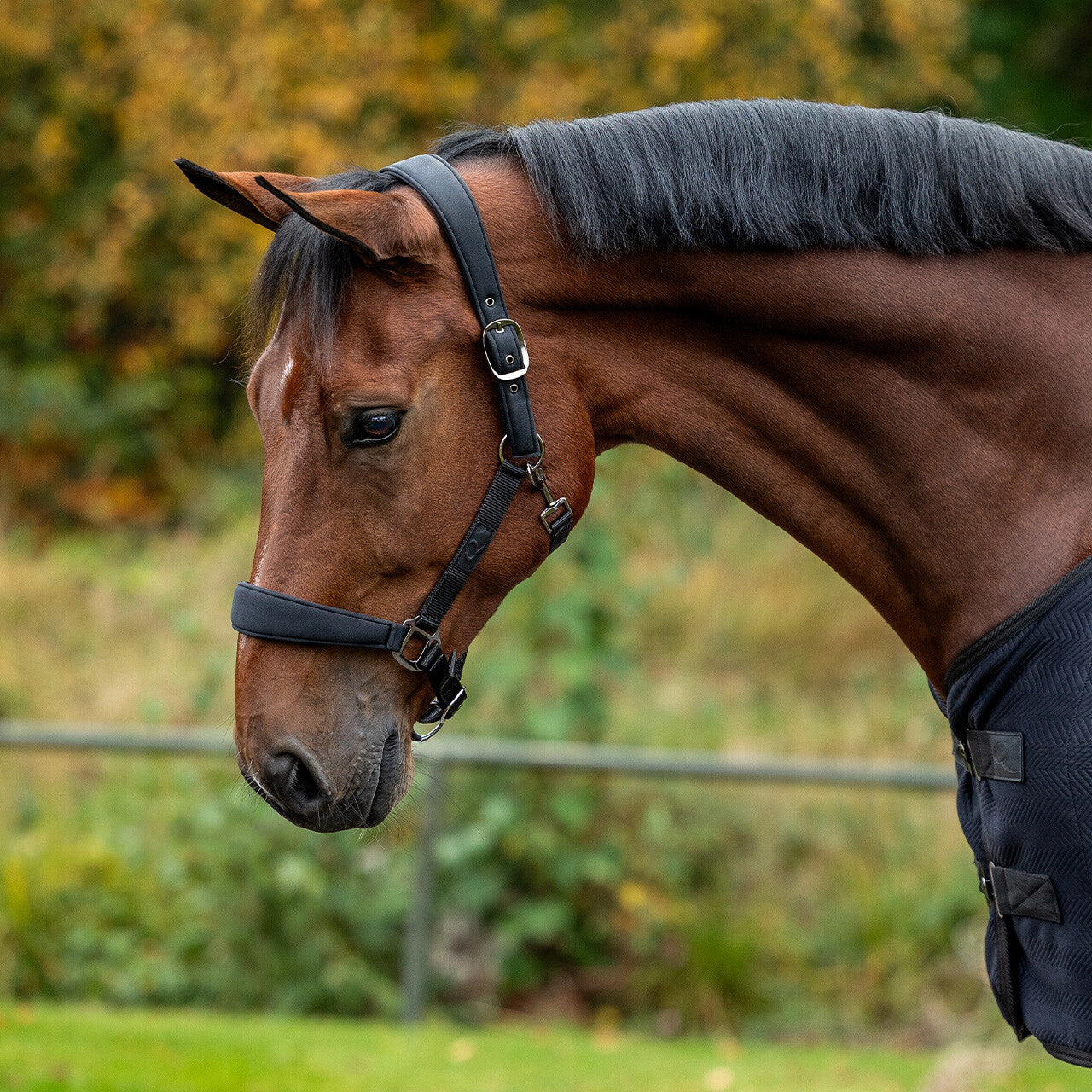 QHP Avenna Head Collar Set