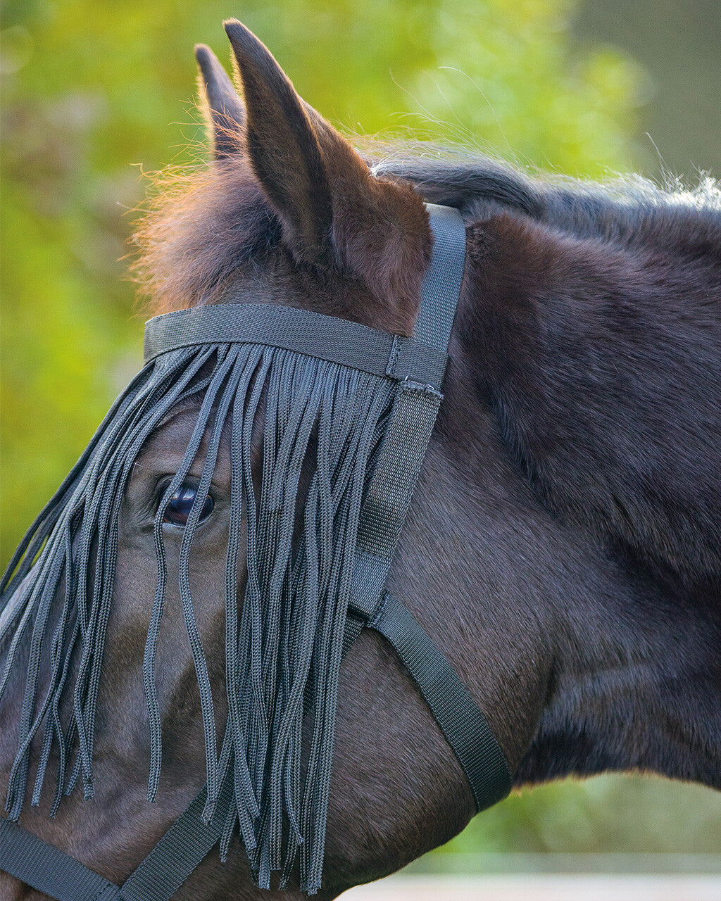 QHP Field Head Collar With Fly Fringe