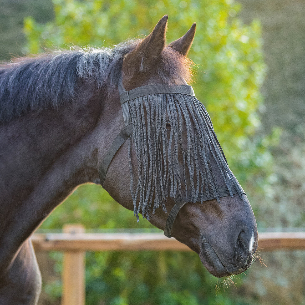 QHP Field Head Collar With Fly Fringe