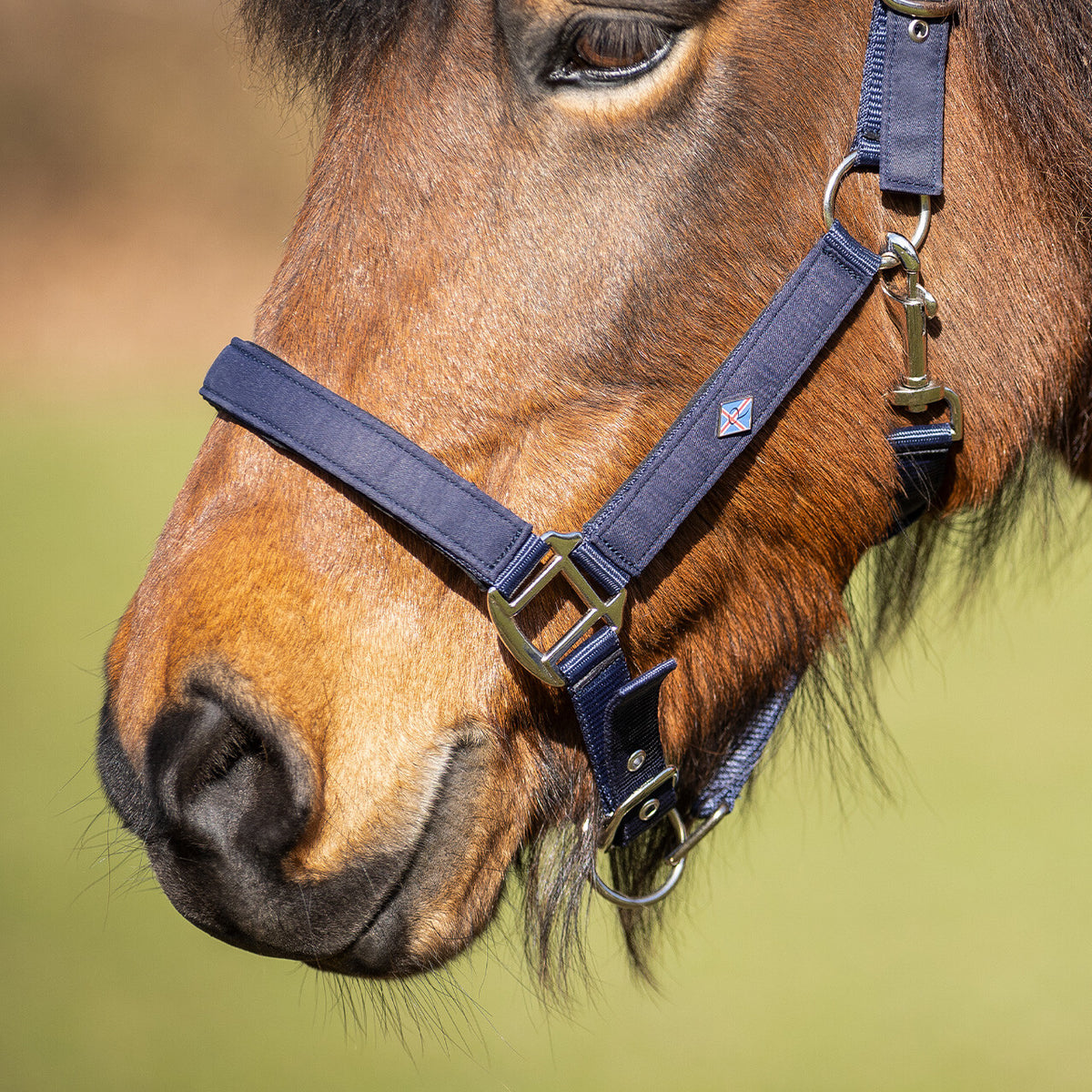 QHP Fjara Icelandic Head Collar