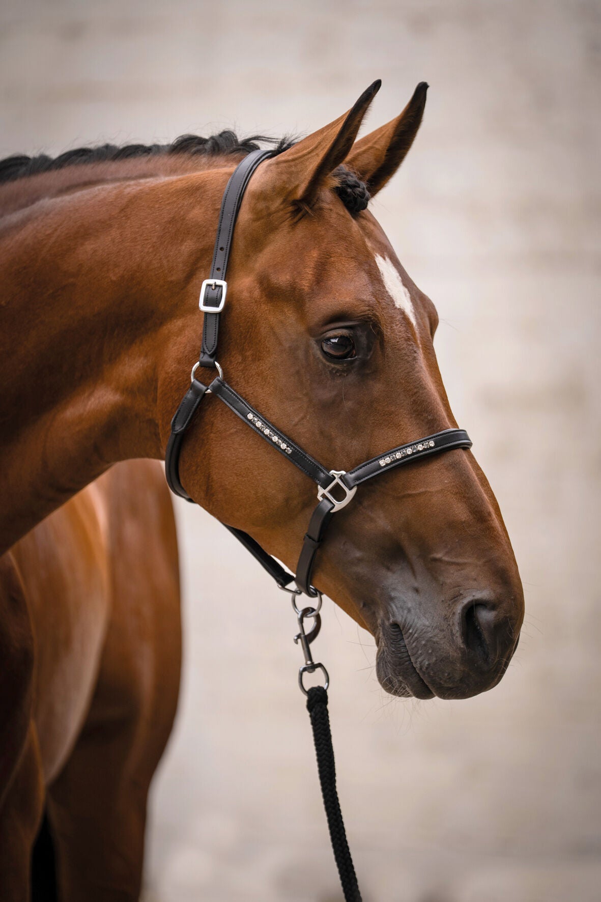 HKM Leather head collar Sparkle