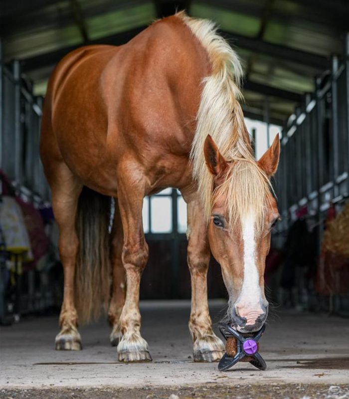 Bizzy Horse Ball