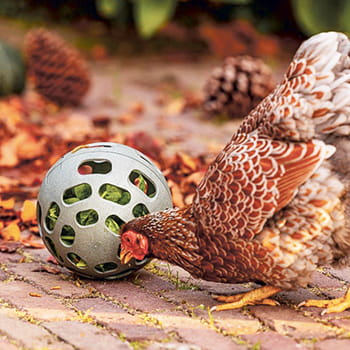 Beeztees Snack Bold til høns