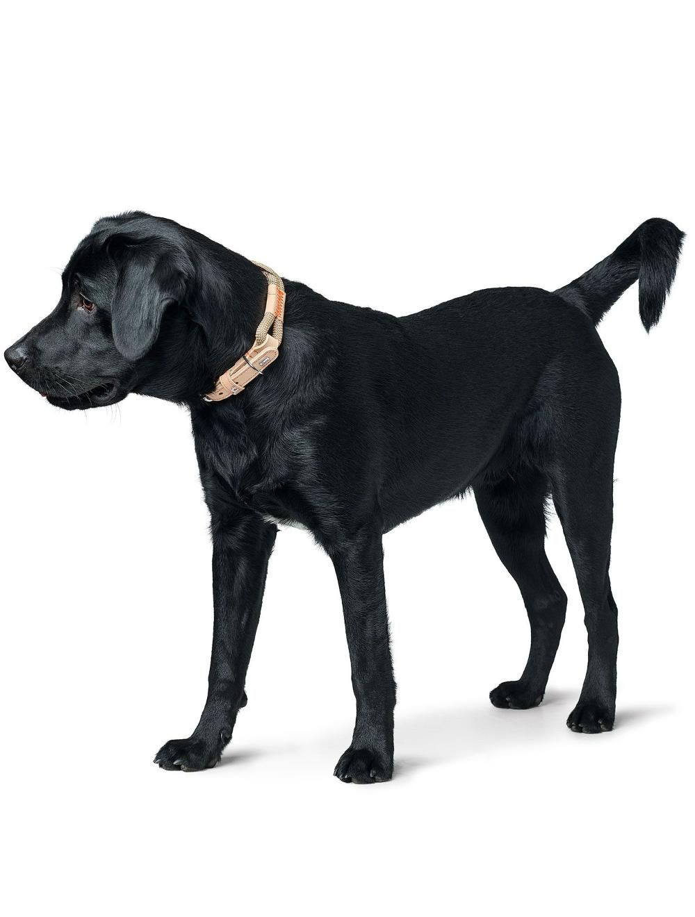 Hunter Malia Hundehalsbånd