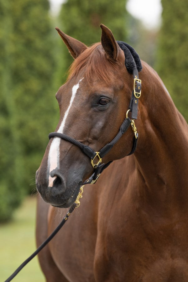 Covalliero Anniversary Halter