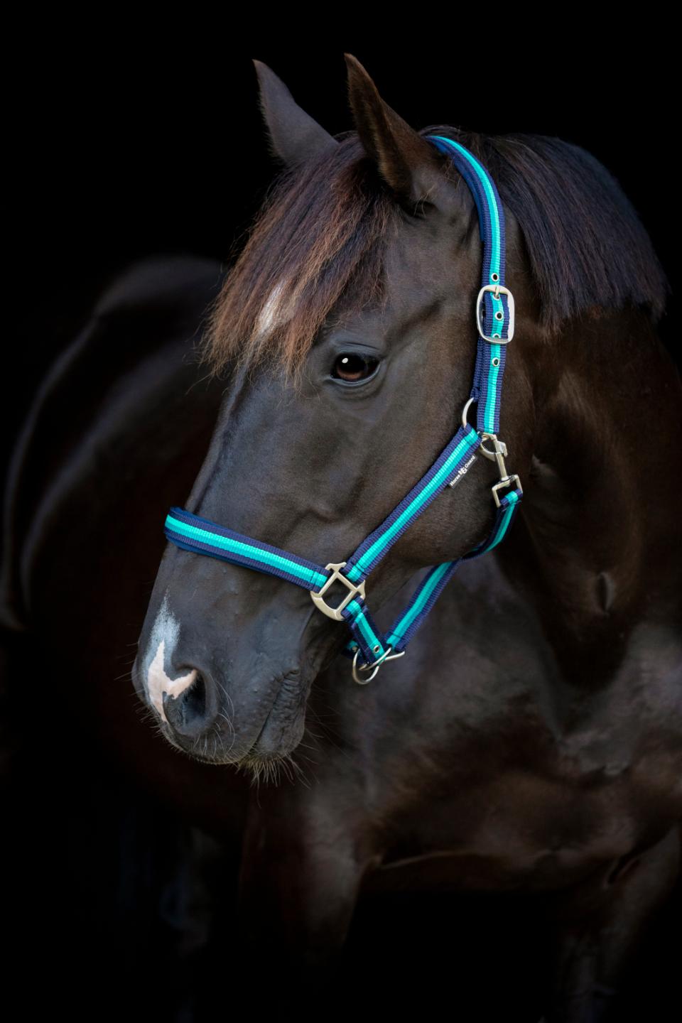 HorseGuard HG Striped Halter
