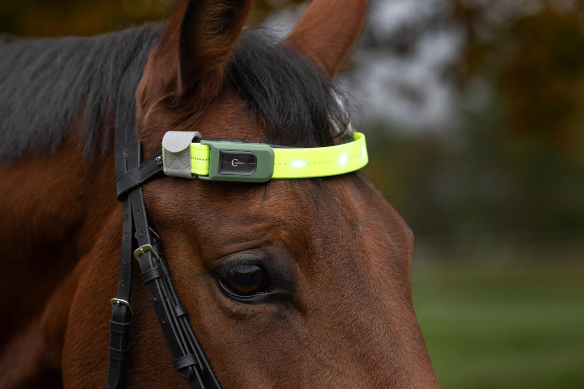 Covalliero LED Refleks Til Pandebånd