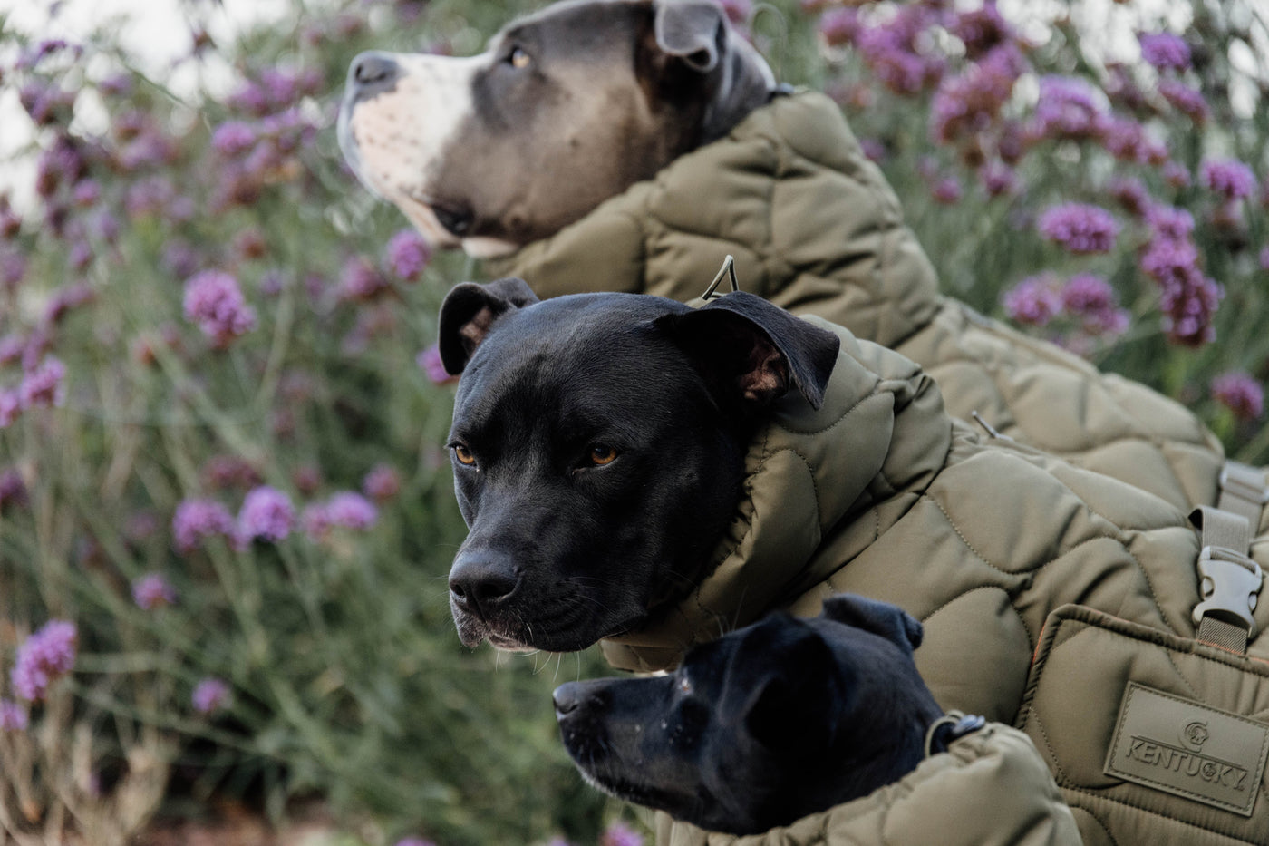 Kentucky Dog Coat Winter Pina