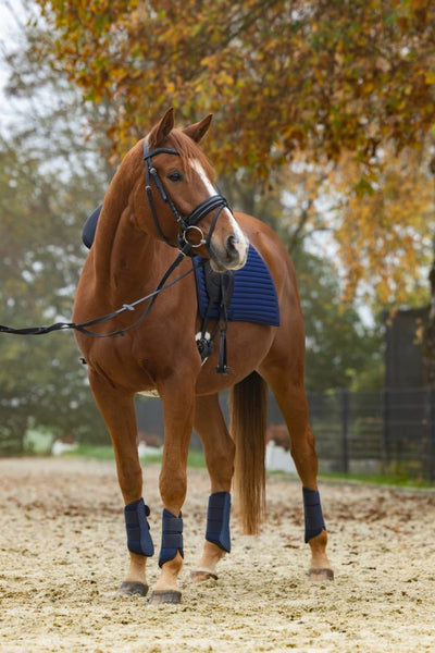 Covalliero Avina Gamacher