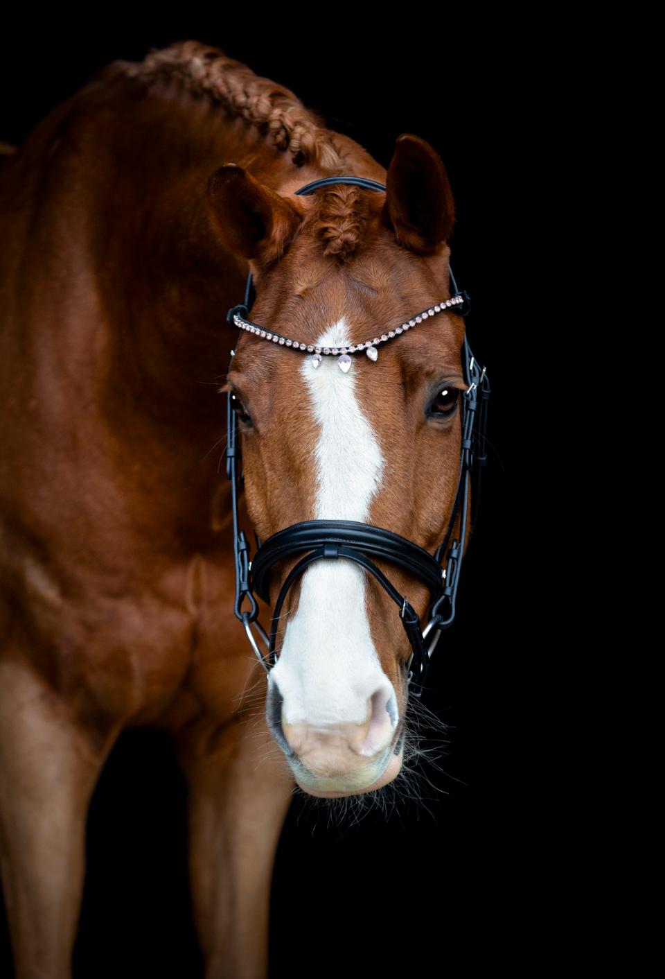 Horse Guard Fullerton Browband
