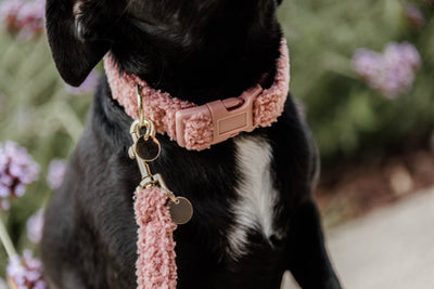 Kentucky Dog Collar Teddy Fleece