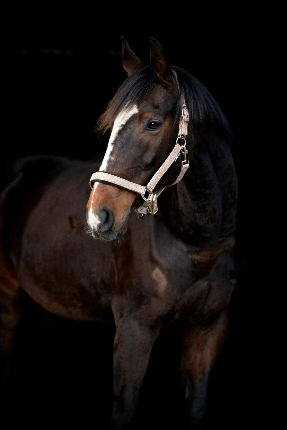 Horse Guard Iowa farveskiftende glimmer grime