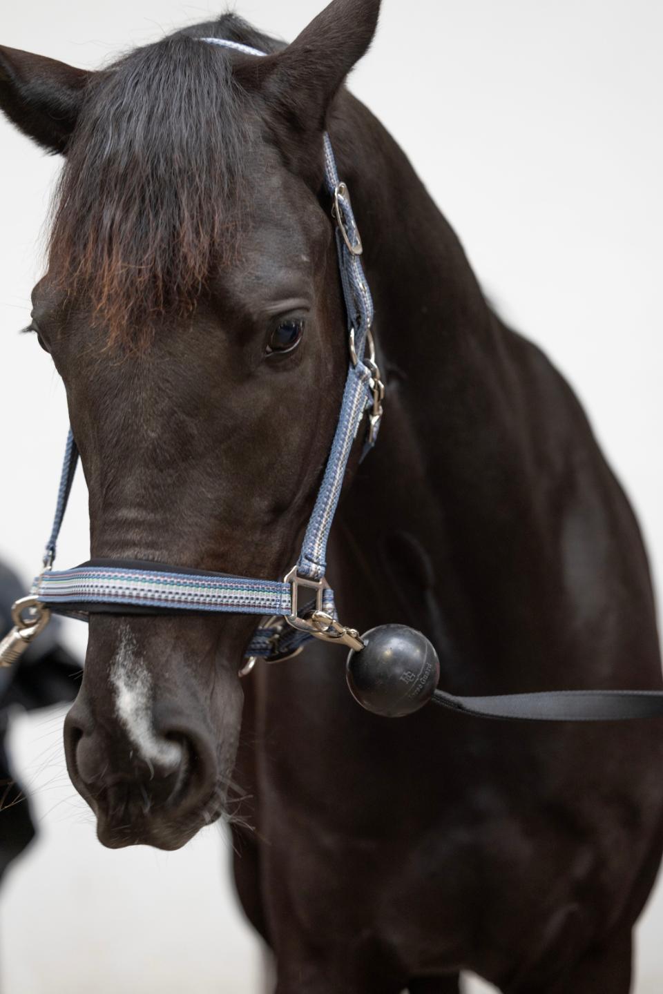 HorseGuard Væg-Strop Med Beskyttende Gummikugle