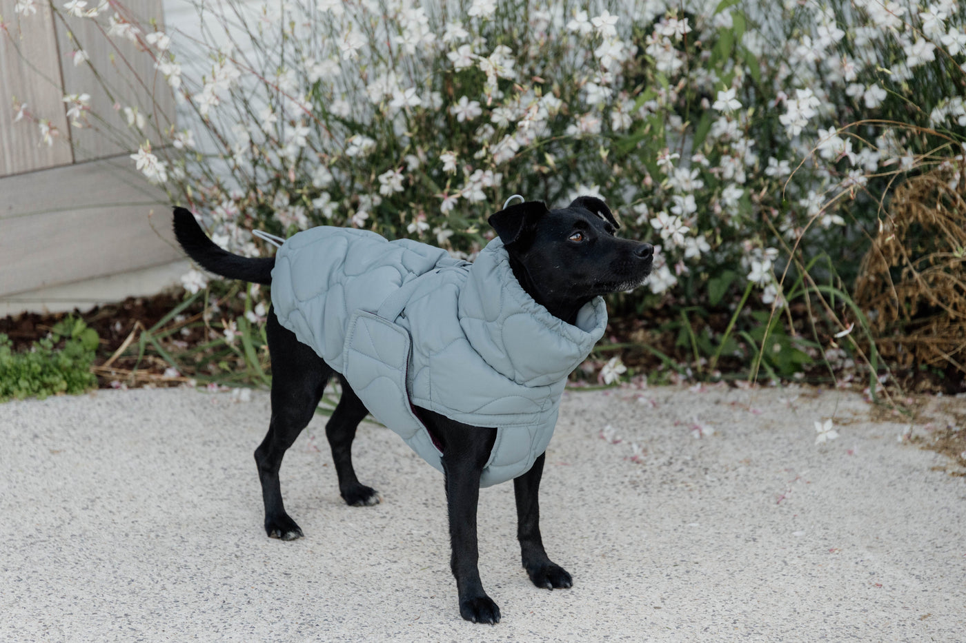 Kentucky Dog Coat Winter Pina