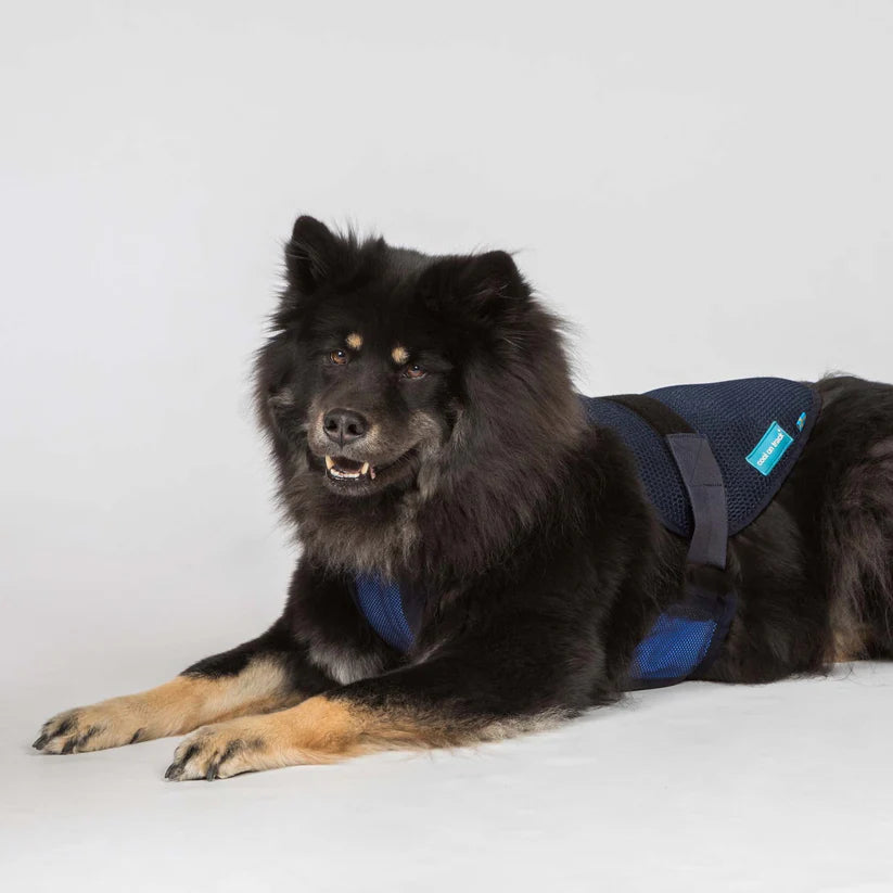 Back on Track Cooling Dog Harness