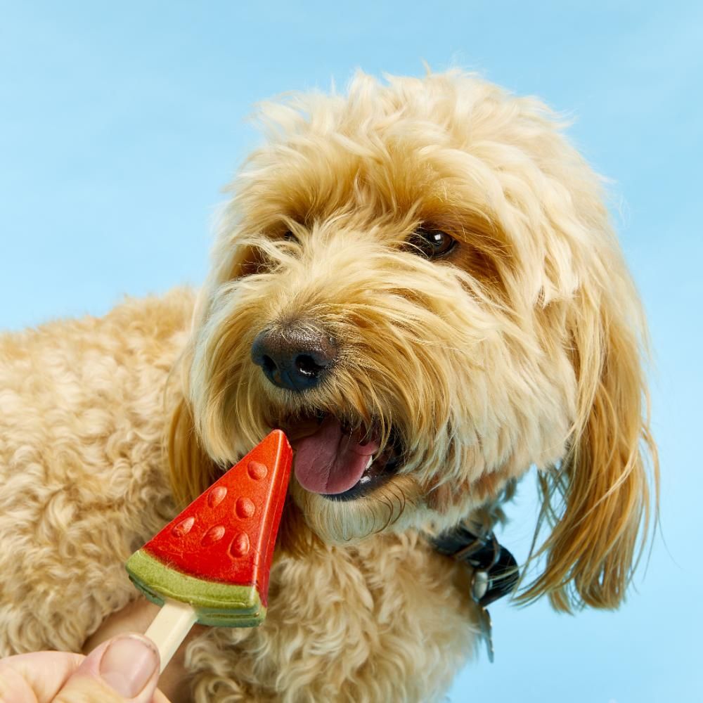 Pup Ice Frugt Is Vandmelon