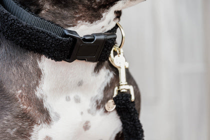 Kentucky Dog Collar Teddy Fleece