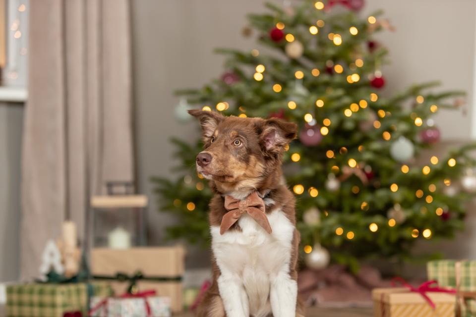 Trixie Xmas Julesløjfe Til Hundehalsbånd