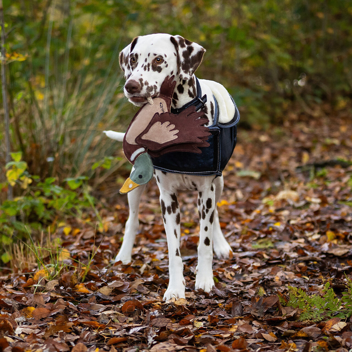 QHP Duck Dog Toy