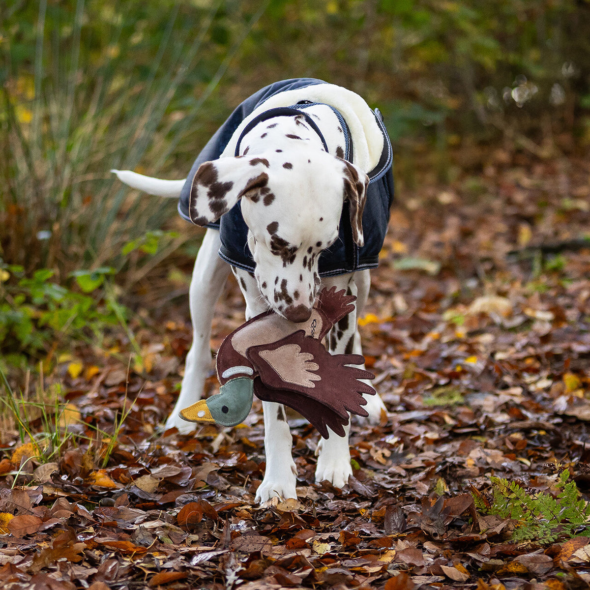 QHP Duck Dog Toy