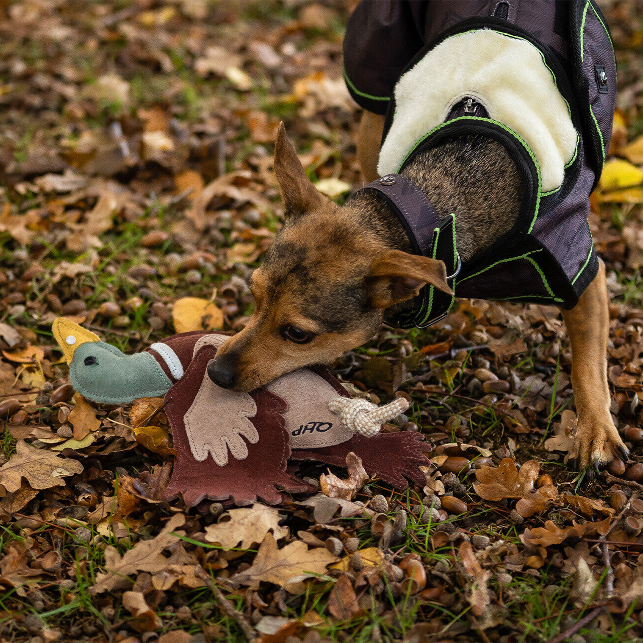 QHP Duck Dog Toy