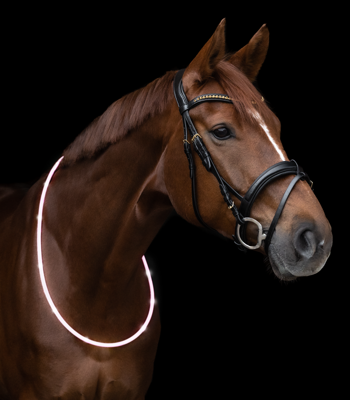Waldhausen LED Neck Strap